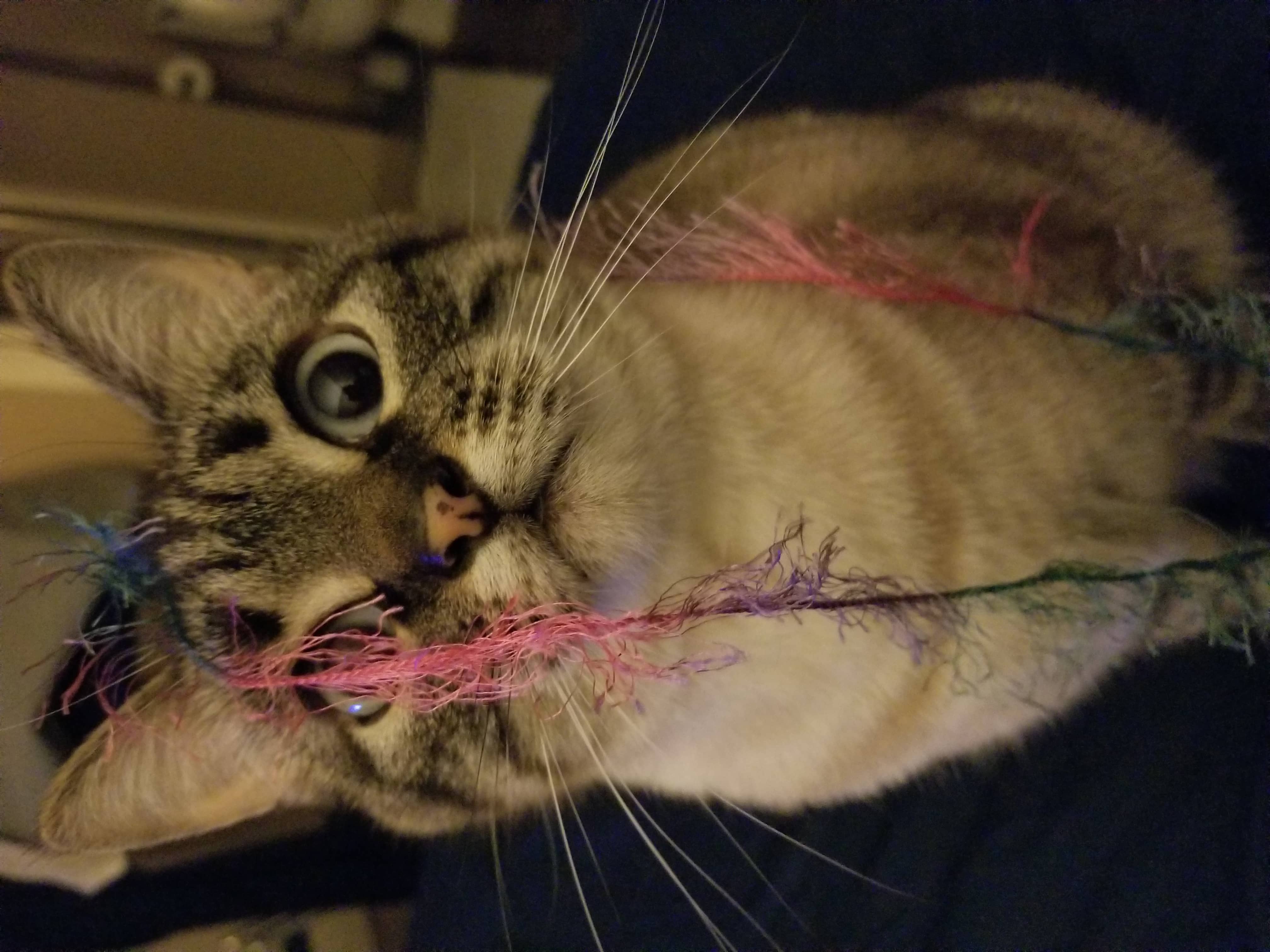 Cricket playing with string ^.^